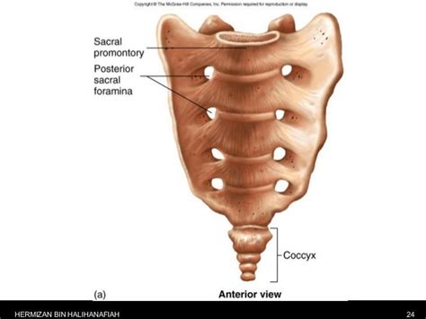 Thoracic Lumbar Sacrum And Coccyx Vertebrae