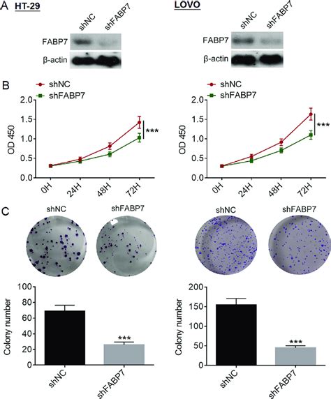 Fabp Knockdown Inhibits Cc Cell Proliferation And Colony Formation