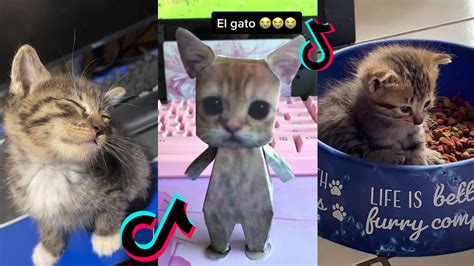 El Gato Tiktok Cat Compilation El Gato Meme YouTube