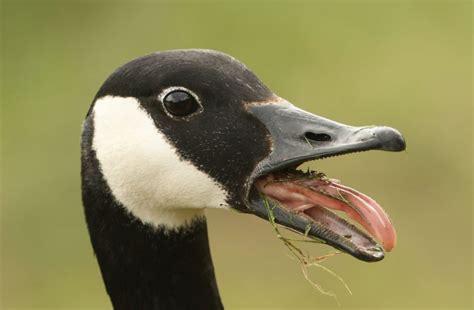 This Goose Went Feather Weight Killa On One Unlucky Golf Player