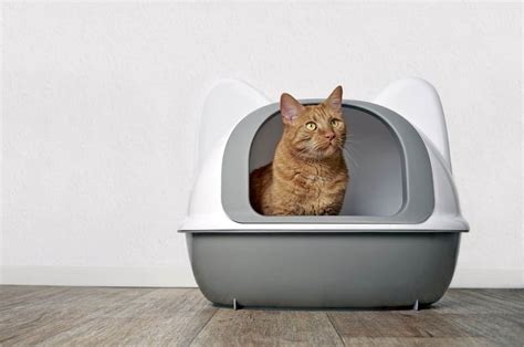 What Does Grey Cat Poop Color Mean And Should You Worry?