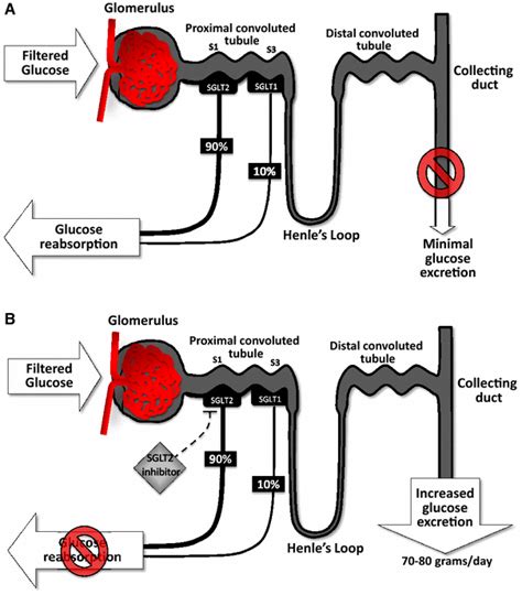 A Normal Physiology Of Renal Glucose Homeostasis Nearly All Filtered