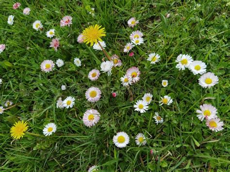 Bellis Perennis Pomponette Chamado Daisy Bloom Flores Da Margarida