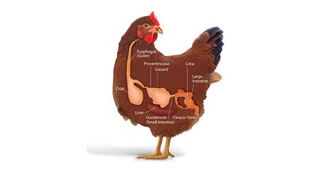 The Poultry Digestive System