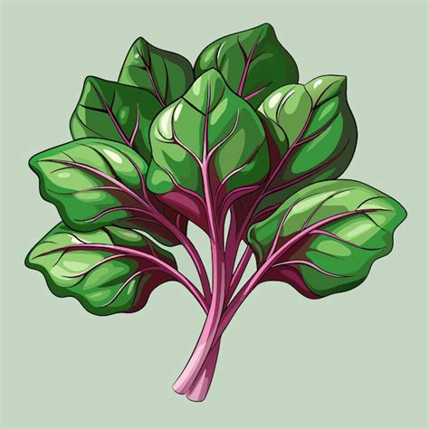 Fresh Malabar Spinach Vegetable Vector Artistic Graphic Premium Ai