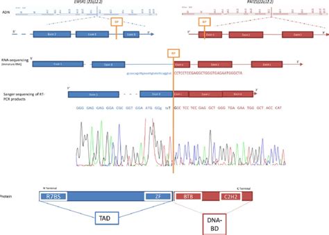 The EWSR1 PATZ1 Fusion Gene Schematic Representation Of Fusion Event