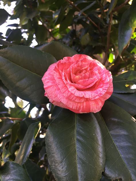 Bella Romana A Large Formal Double Camellia With Red Picot Petal