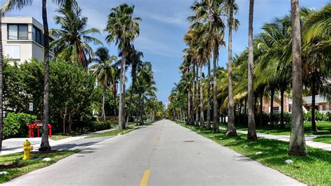 Florida Dejar De Plantar Sus Ic Nicas Palmeras En Las Ciudades Para