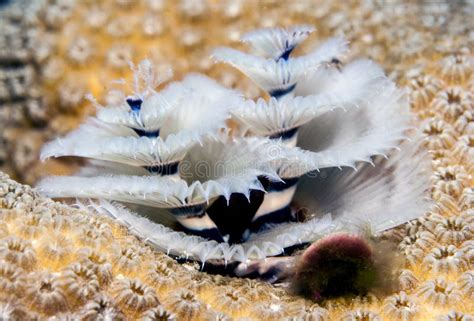 Spirobranchus Giganteus Christmas Tree Worms Stock Photo Image Of