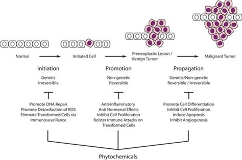 Dietary Phytochemicals And Cancer Chemoprevention A Review Of The