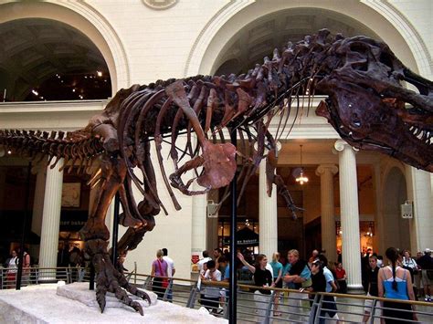 Tyrannosaurus Rex Skeleton at Field Museum