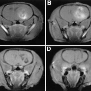 A And B Gadolinium Enhanced T Weighted Coronal Mr Images Of A Rat