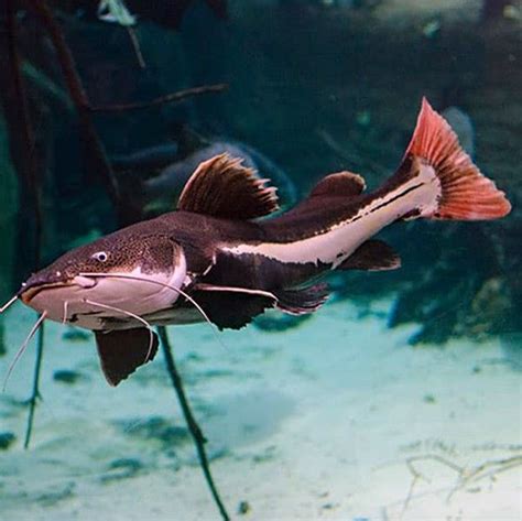 Redtail Catfish - Majestic Freshwater Predator