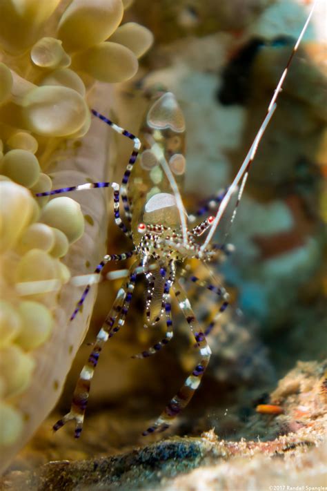 Spotted Cleaner Shrimp Periclimenes Yucatanicus Spanglers Scuba