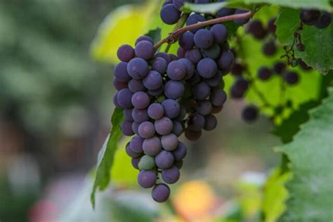 17 Ideas for the Best Grape Vine Trellis - Minneopa Orchards