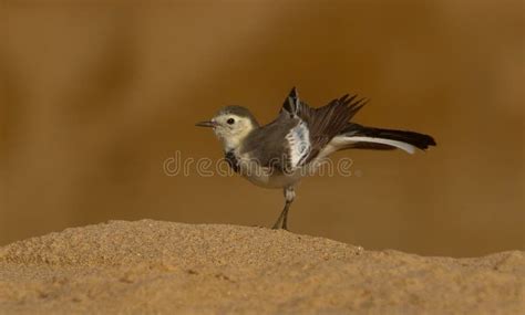 Pied Wagtail in Food Search Stock Photo - Image of animal, branch ...