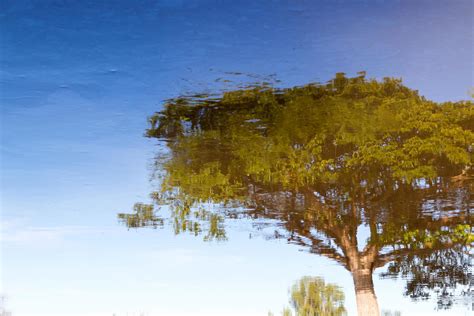 Abstract tree in water reflection. 7519447 Stock Photo at Vecteezy