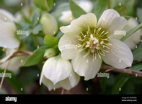 White Hellebores Lenten Rose A Flowering Hellebore Helleborus Niger