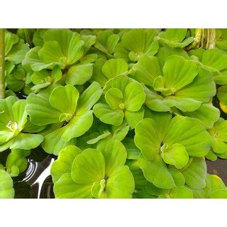 Buy 20 Live Plants Plants Of Aquatic Pistia Water Lettuce Water Cabbage