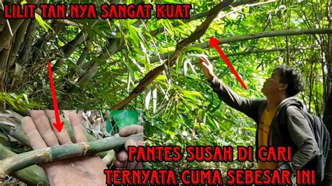 CARI BAMBU UNIK DI BANTARAN SUNGAI BRANTAS DAPAT BAMBU UNIK YG LANGKA