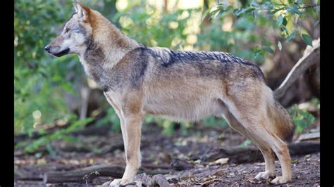 Wölfe Größe Wachstum Europäischer Grauwolf Wolfcenter Dörverden by