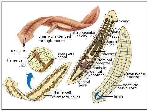 Tapeworm Anatomy