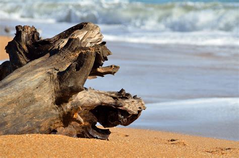 Driftwood on the beach 1307630 Stock Photo at Vecteezy