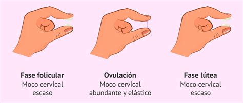 Variaciones Normales Del Moco Cervical