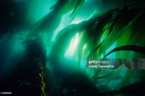 California Kelp Forest High-Res Stock Photo - Getty Images