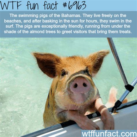 pigs of the bahamas wtf fun fact