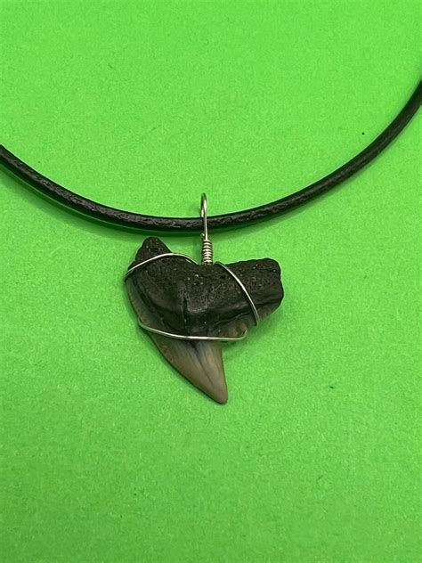 Plain Fossilized Tiger Shark Tooth Necklace - Right Tip – Real Shark Tooth Necklaces