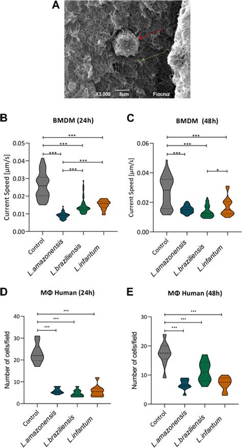 Frontiers Leishmania Infection Alters Macrophage And Dendritic Cell