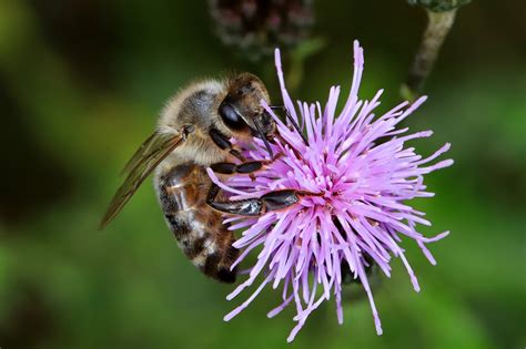 Westliche Honigbiene Apis Mellifera Beim Nektar Sammeln Auf Der Bl Te