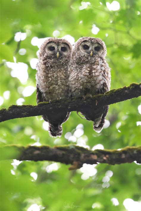 Chouette Ray E Barred Owl Les Petites Ray Es Lucille Flickr