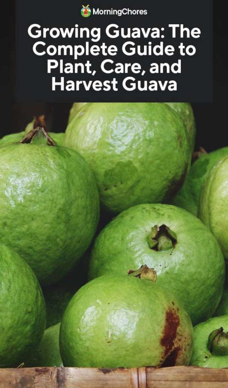 Growing Guava The Complete Guide To Plant Care And Harvest Guava