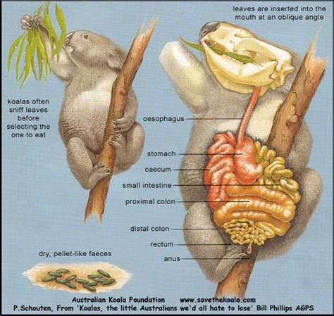 Koala Brain — Comparative Brain Anatomy, 60% OFF