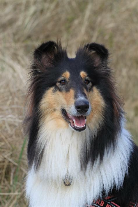 Pin by Maria da Graça Pizzirani on Ajuda | Rough collie, Sheltie dogs ...