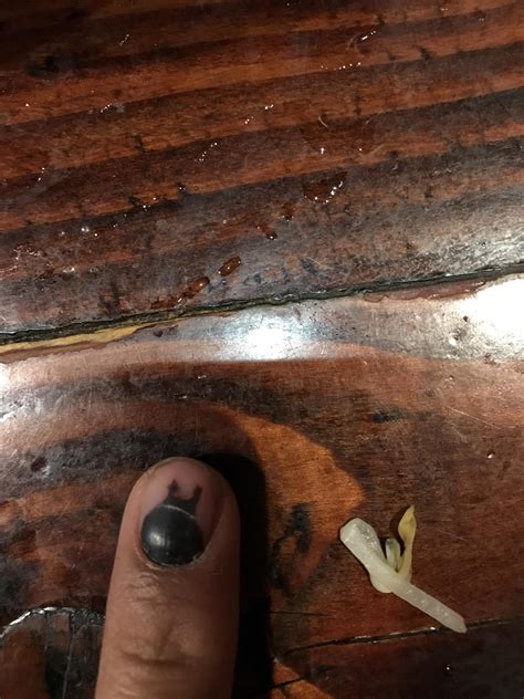 The coagulated blood under my nail looks like Totoro : r/funny