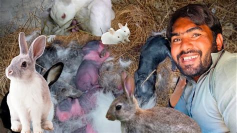 Mashallah Humari Khurgoshni Ny 5 Bachy Diya Hain🐇🐇😍 Rabbit Pigeonvlog