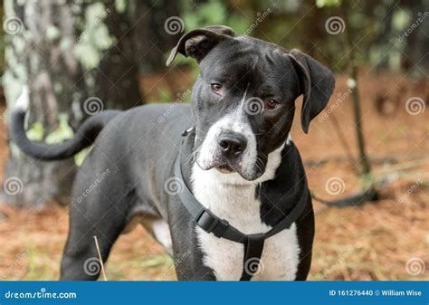 Black and White Unneutered Male Mastiff Bulldog Pitbull Mix Dog with ...