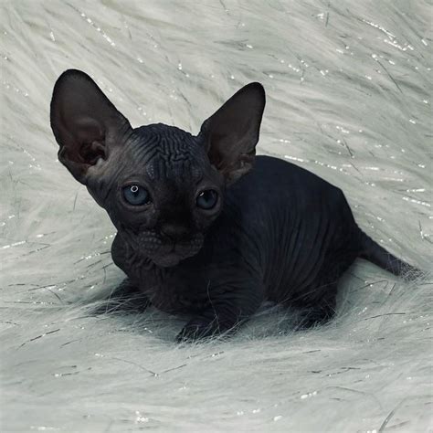 Top Notch Quality Sphynx Kittens For Sale Compound Exotics