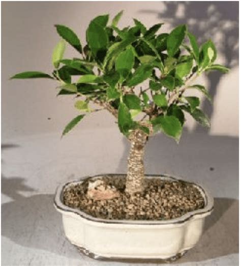 Ficus Retusa Bonsai