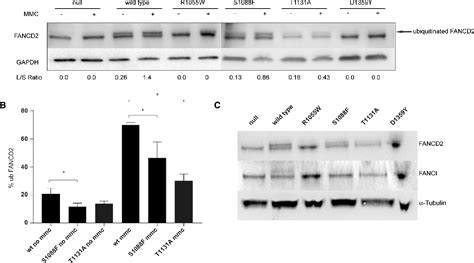 Figure From A Germline Fanca Alteration That Is Associated With