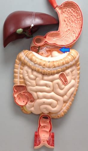 Digestive System Pancreas Flashcards Quizlet