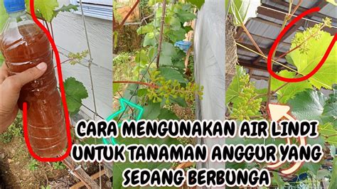 CARA MENGUNAKAN AIR LINDI UNTUK TANAMAN ANGGUR AGAR SUBUR DAN BERBUAH