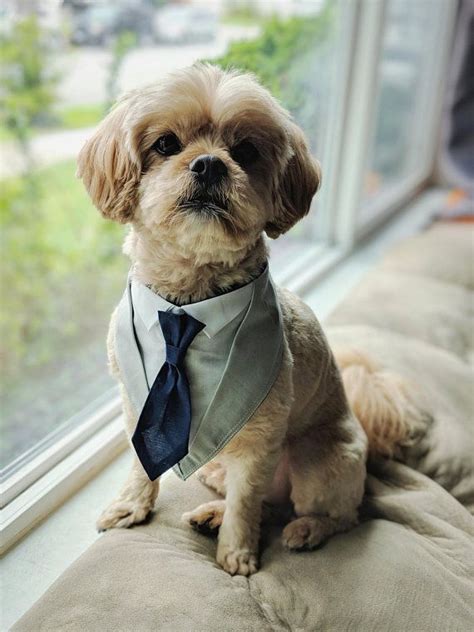 Custom Dog Suit Bandana Tuxedo Tie Outfit For Weddings Dog Wedding