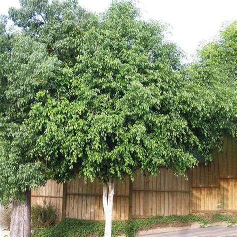 Weeping Fig Ficus Benjamina Candj Gardening Center