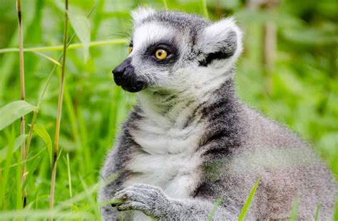 Lemur Diet Captivity: How much does a Lemur Eat a Day? - Primates Park