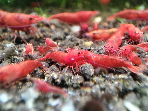 Krewetki Neocaridina Sakura Red Wieliczka Olx Pl