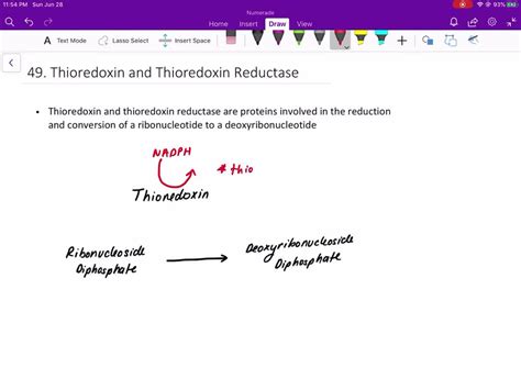 SOLVED: What roles do thioredoxin and thioredoxin reductase play in the ...